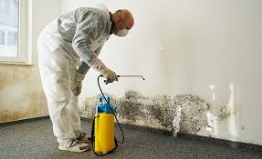 Best Attic Mold Removal in Auburn, CA